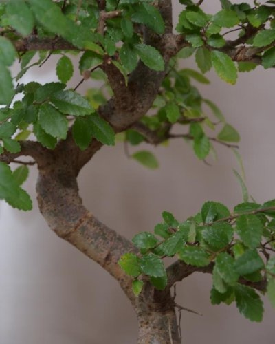 Bonsái Zelkova