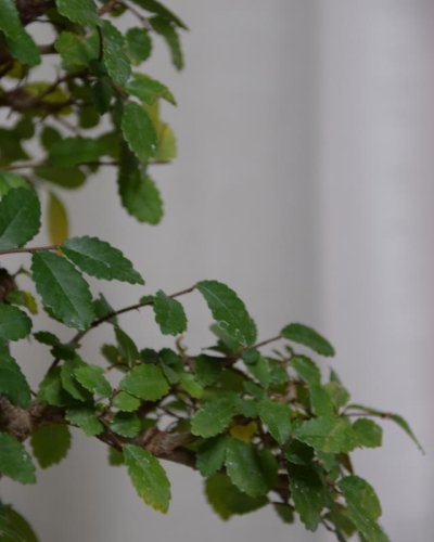 Bonsái Zelkova