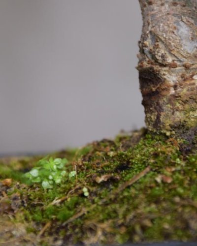 Bonsái Zelkova