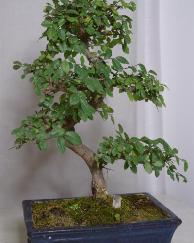 Bonsái Zelkova