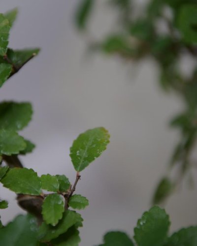 Bonsái Zelkova
