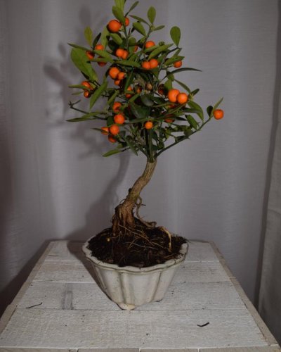 Bonsái Citrus Kinzu 7 años