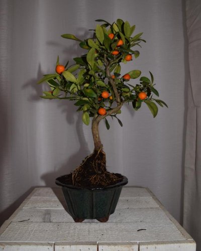 Bonsái Citrus Kinzu 7 años