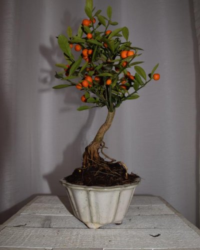 Bonsái Citrus Kinzu 7 años
