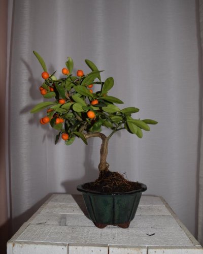 Bonsái Citrus Kinzu 7 años