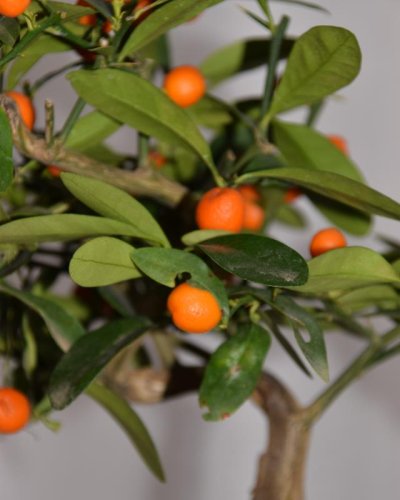 Bonsái Citrus Kinzu 7 años