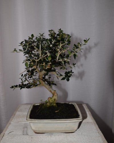 Bonsái Acebuche hoja pequeña
