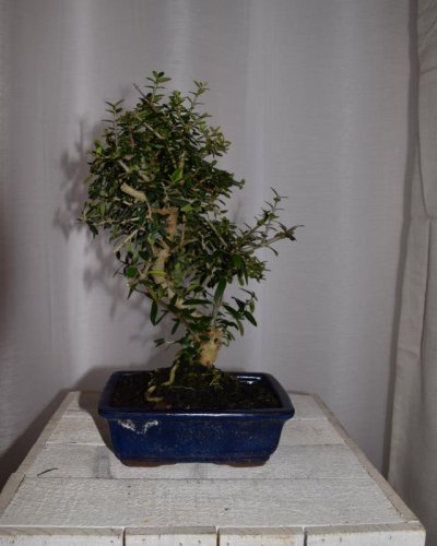 Bonsái Acebuche hoja pequeña