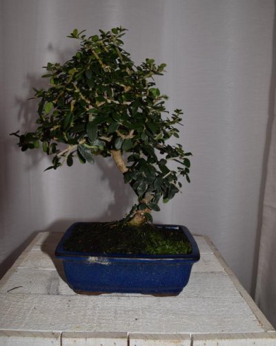 Bonsái Acebuche hoja pequeña