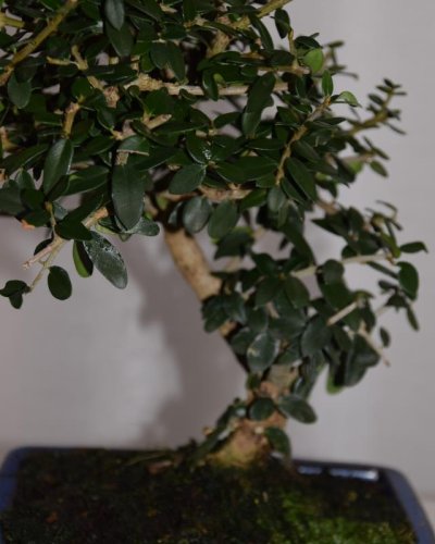 Bonsái Acebuche hoja pequeña