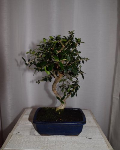 Bonsái Acebuche hoja pequeña