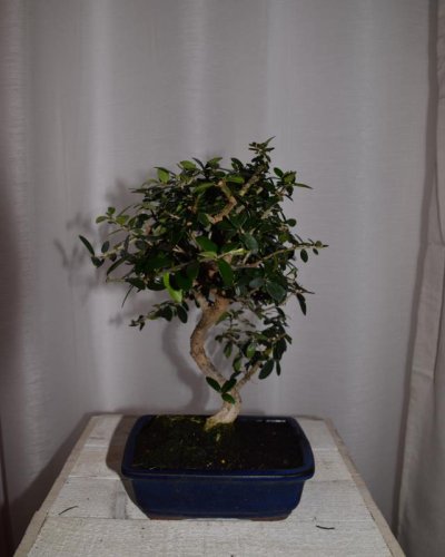 Bonsái Acebuche hoja pequeña