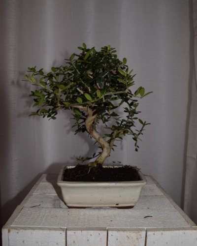 Bonsái Acebuche hoja pequeña