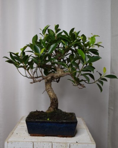 Bonsái Ficus 6A Retusa T16