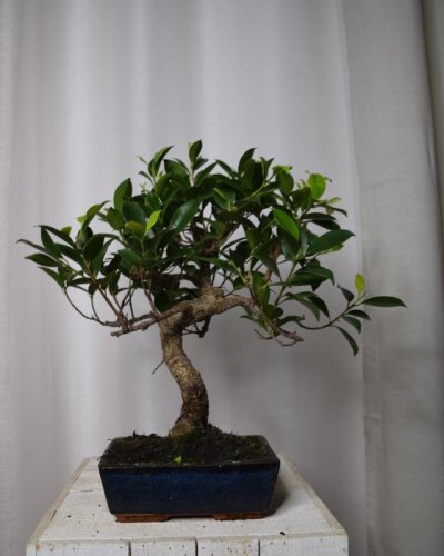 Bonsái Ficus 6A Retusa T16