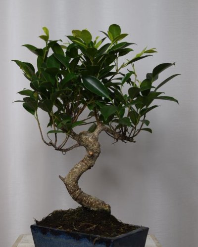 Bonsái Ficus 6A Retusa T16