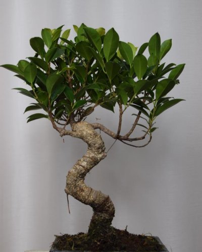 Bonsái Ficus 6A Retusa T16