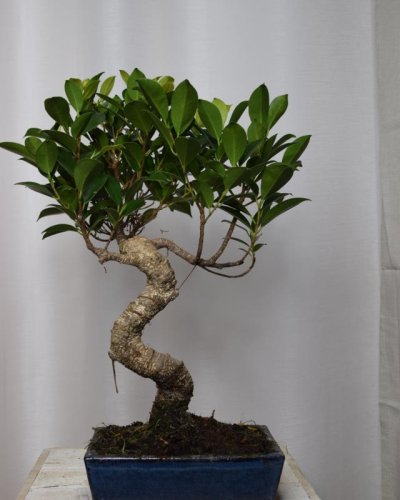 Bonsái Ficus 6A Retusa T16