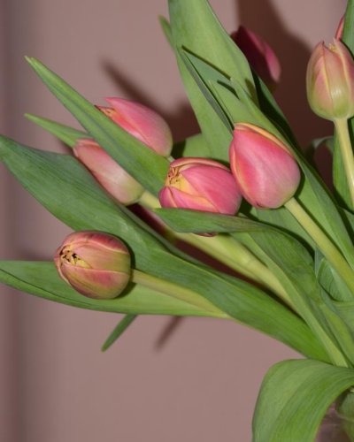 Ramo de Tulipanes