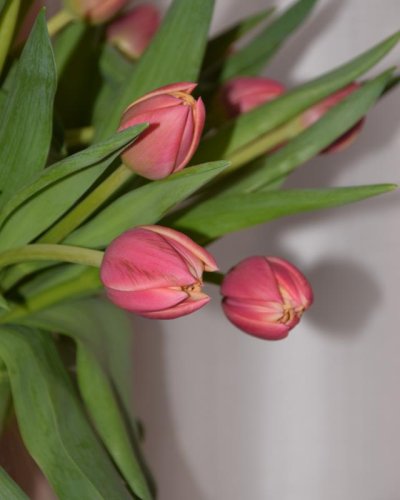 Ramo de Tulipanes
