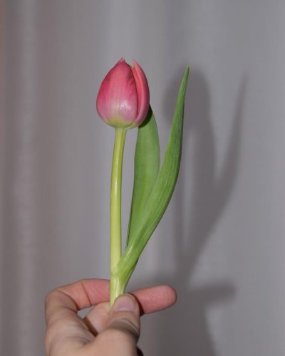 Ramo de Tulipanes