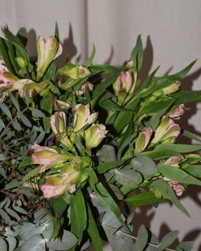 Ramo de Alstroemeria