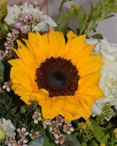 Caja primaveral sunflowers