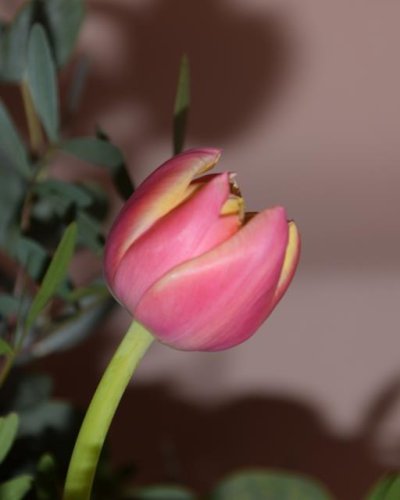 Caja de tulipanes