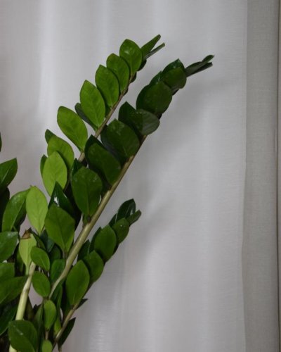 Zamioculca