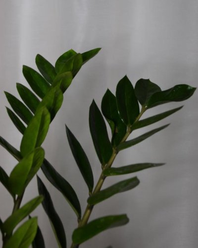 Zamioculca