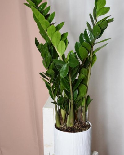 Zamioculca