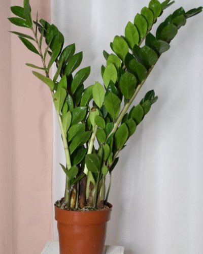 Zamioculca