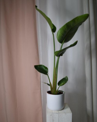 Sterlizia  Augustifolia ave del paraiso
