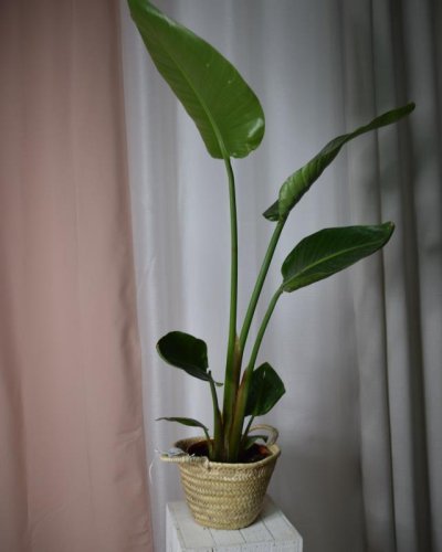 Sterlizia  Augustifolia ave del paraiso