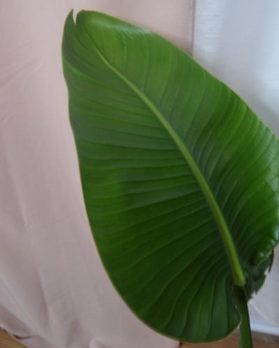 Sterlizia  Augustifolia ave del paraiso
