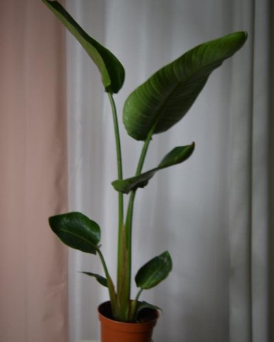 Sterlizia  Augustifolia ave del paraiso
