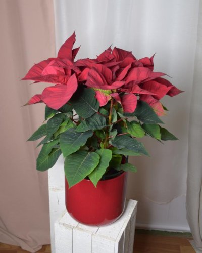 Poinsetia flor de pascua