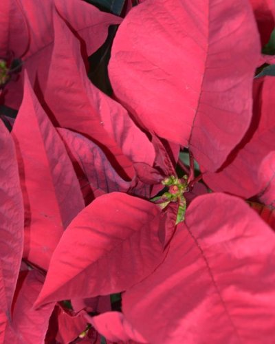 Poinsetia flor de pascua