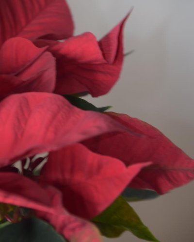 Poinsetia flor de pascua