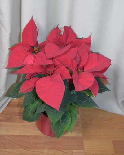Poinsetia flor de pascua