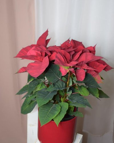Poinsetia flor de pascua