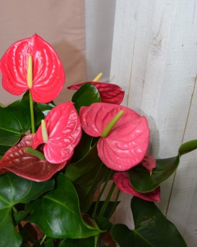 Anthurium Rojo Elegante