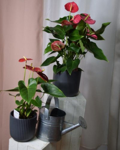 Anthurium Rojo Elegante
