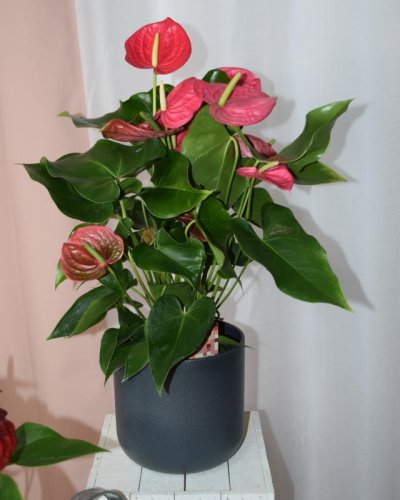 Anthurium Rojo Elegante