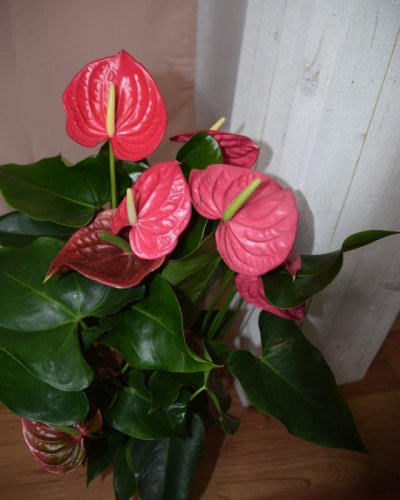 Anthurium Rojo Elegante