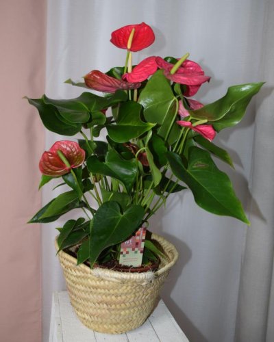 Anthurium Rojo Elegante