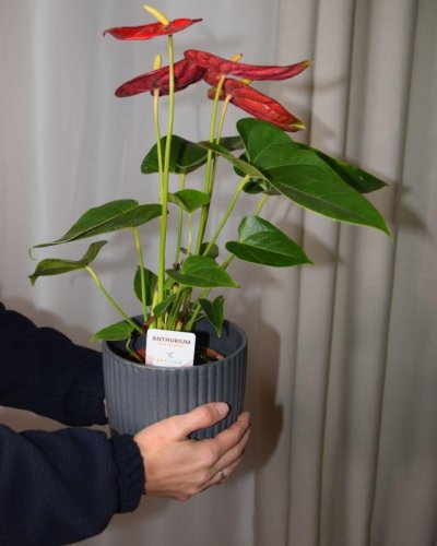 Anthurium plant