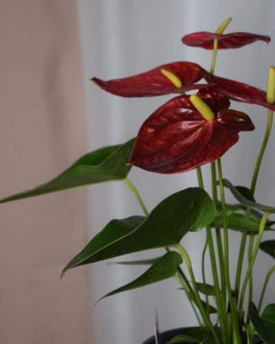Anthurium plant