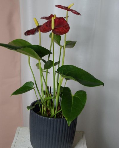 Anthurium plant
