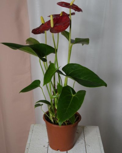 Anthurium plant